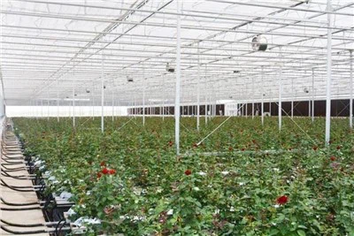 バラ用ガラス温室