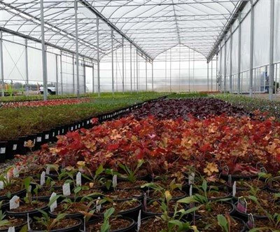 側溝接続温室構造